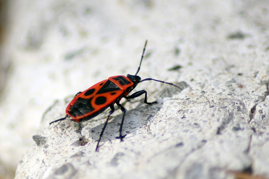 Bug, Closeup, Antenna, Insect, Nature, european, invertebrate HD wallpaper