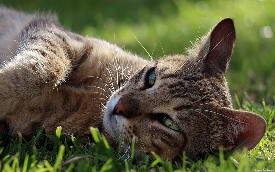 selective focus photography of brown tabby cat lying on green grass field at daytime HD wallpaper