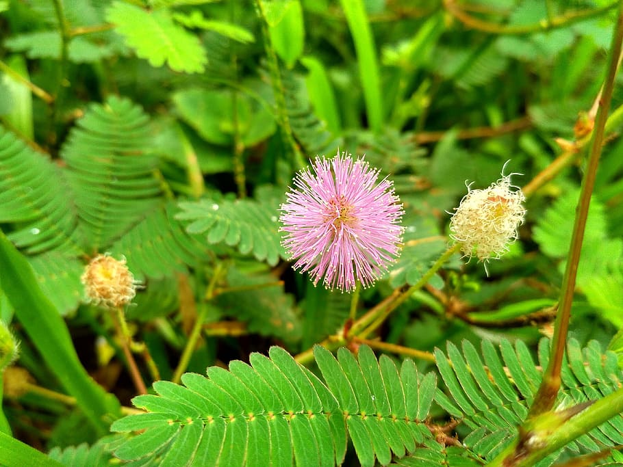 flower, plant, green, flowering plant, growth, beauty in nature HD wallpaper