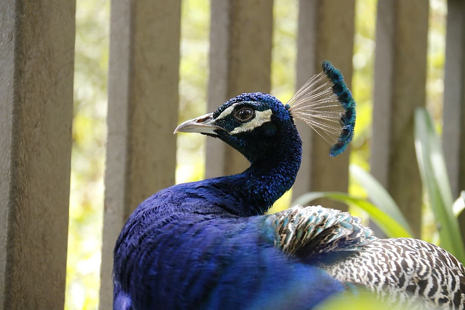 purple and gray peacock, blue head, bird, royals, long neck HD wallpaper