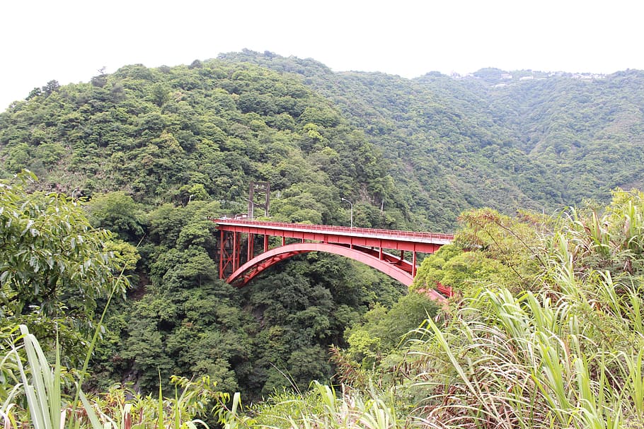 bridge, bungee, landscape, plant, tree, growth, green color HD wallpaper