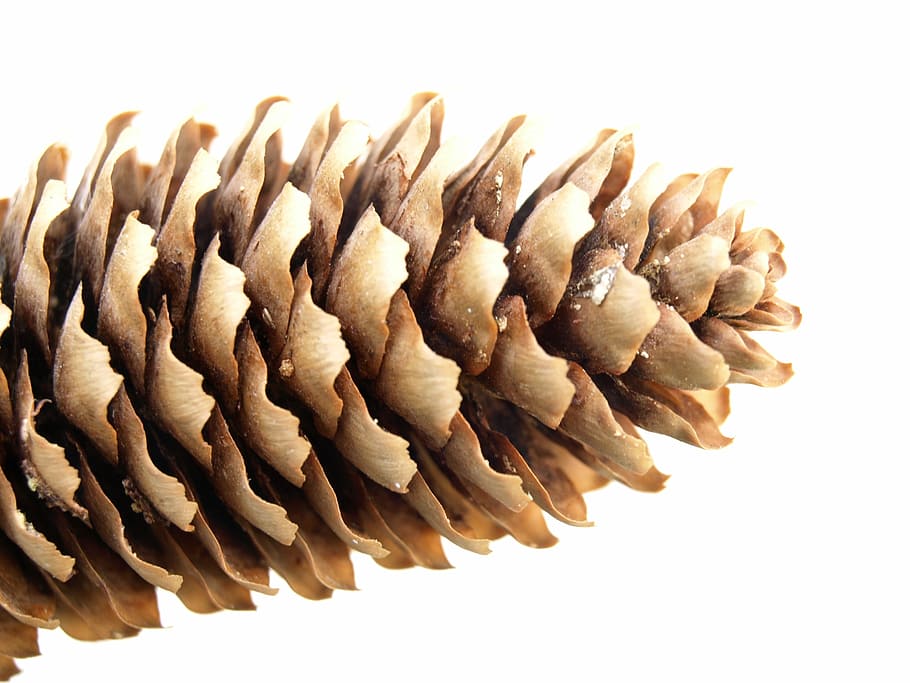 Pine Cones, Conifer, Spruce, Forest, nature, white background HD wallpaper