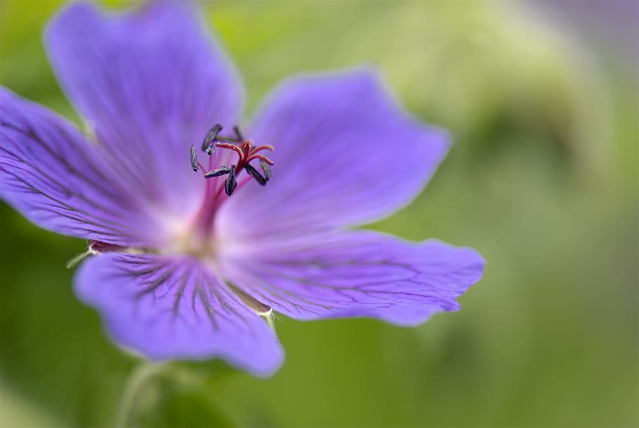 Geranium, Perennial, Plants, Cranesbill, flower, floral, purple HD wallpaper