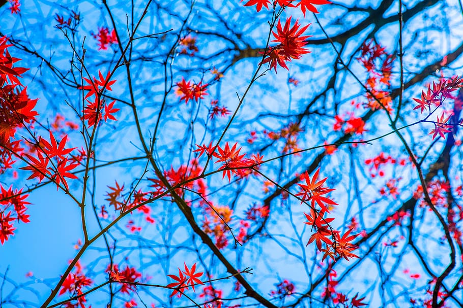 branch, tree, season, spring, maple, sky, red, blue, plant HD wallpaper