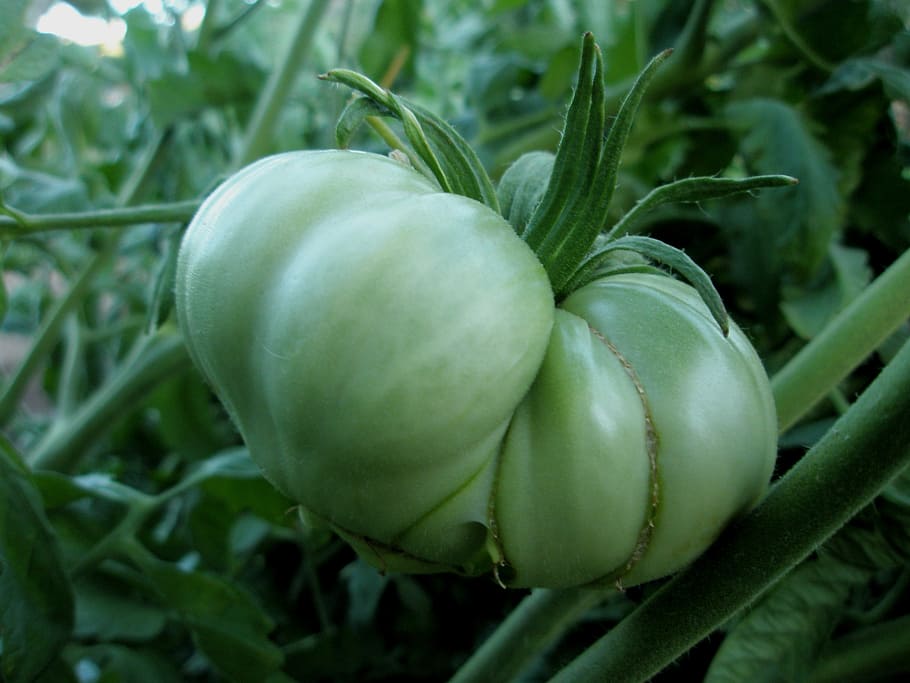 tomato, vegetables, green, food, agriculture, nature, organic HD wallpaper