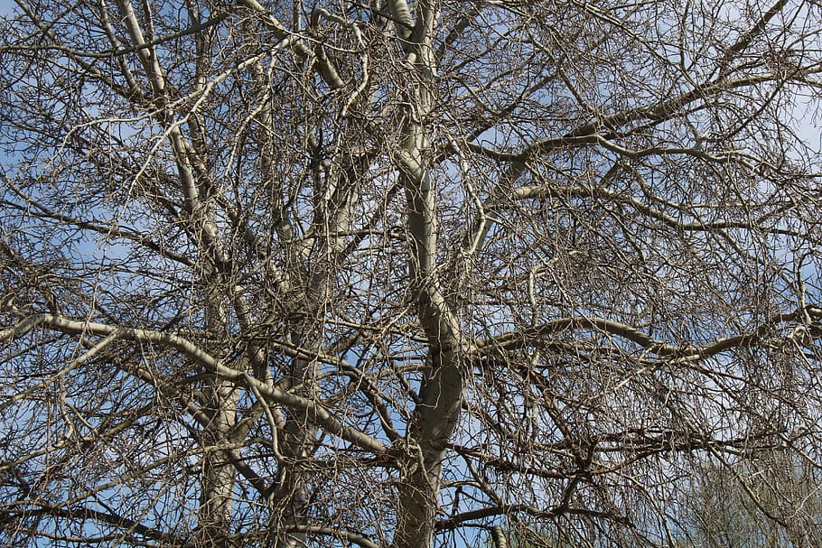 upper branches, nature, not leaves, winter, wood, tree, low angle view HD wallpaper