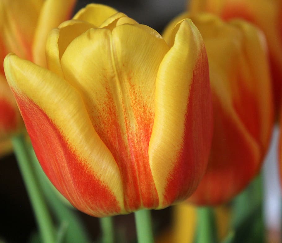 tulip, flower, spring, fresh, floral, colorful, orange, yellow HD wallpaper