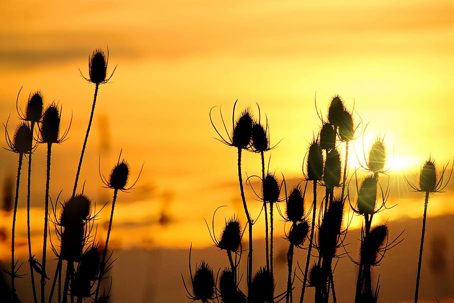 silhouette of flowers during golden hour, wild teasel, sunrise, HD wallpaper