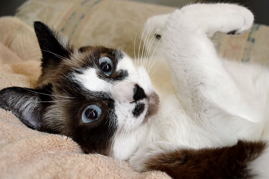 cat, siamese, mix, pet, feline, fur, domestic, animal, cute HD wallpaper