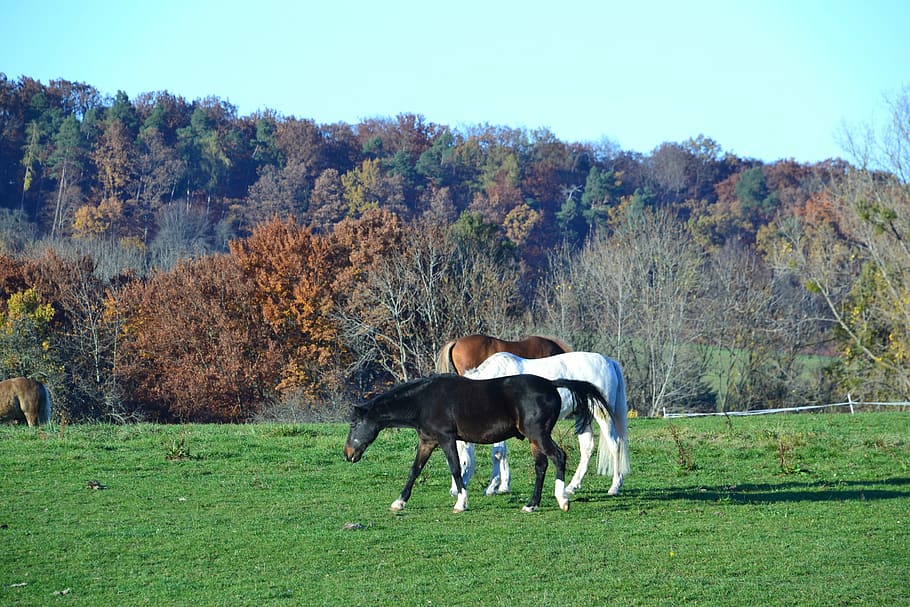 Fall, Landscape, Nature, autumn, animal, horse, grass, rural Scene HD wallpaper