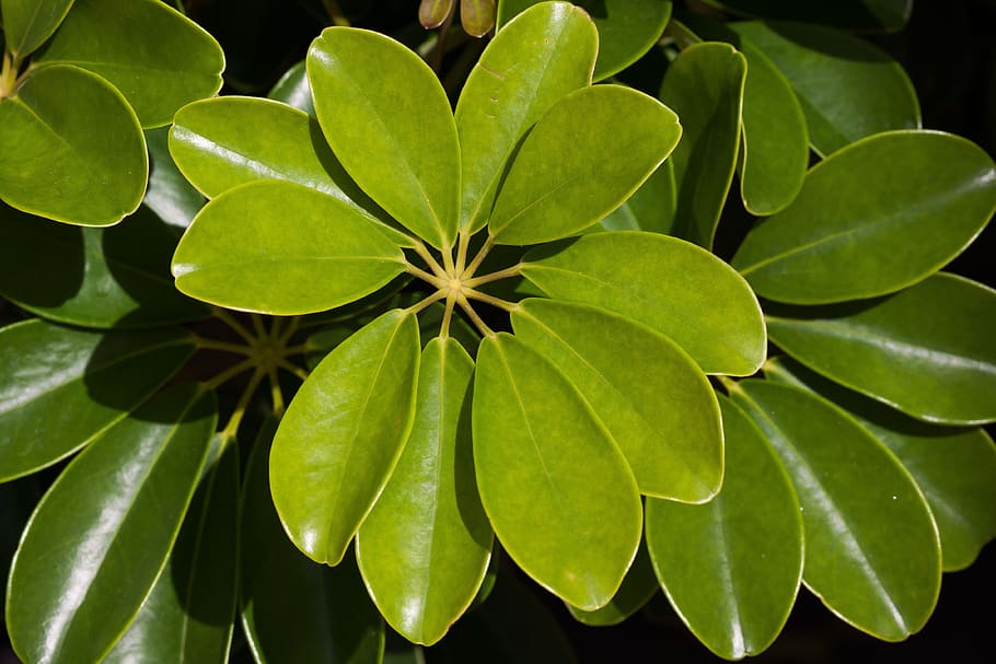 closeup photo of green leafed plant, schefflera heptaphylla, leaves, HD wallpaper