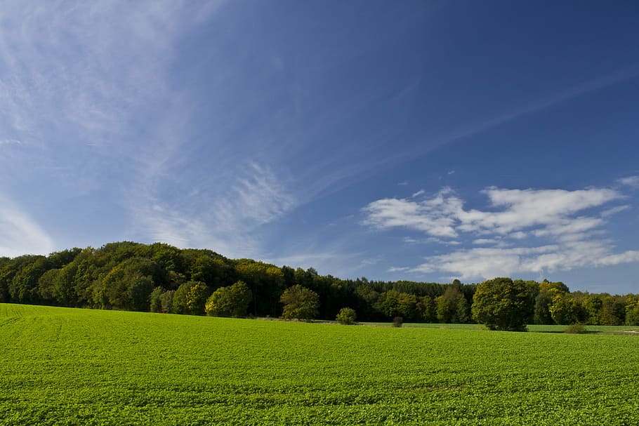 green leaf trees on grass fields under cloudy sky at daytime HD wallpaper