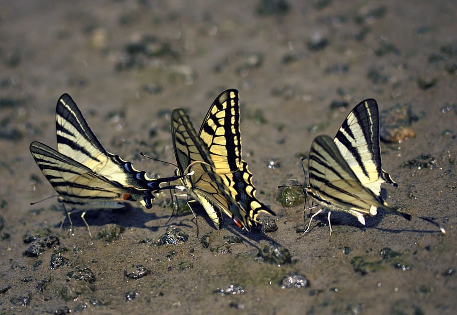 Butterfly, Dovetail, Drink, Insecta, animal wing, butterfly - insect HD wallpaper