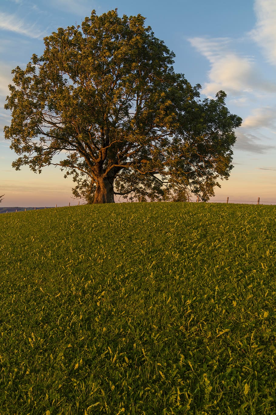 tree, sunset, abendstimmung, evening sky, landscape, plant HD wallpaper