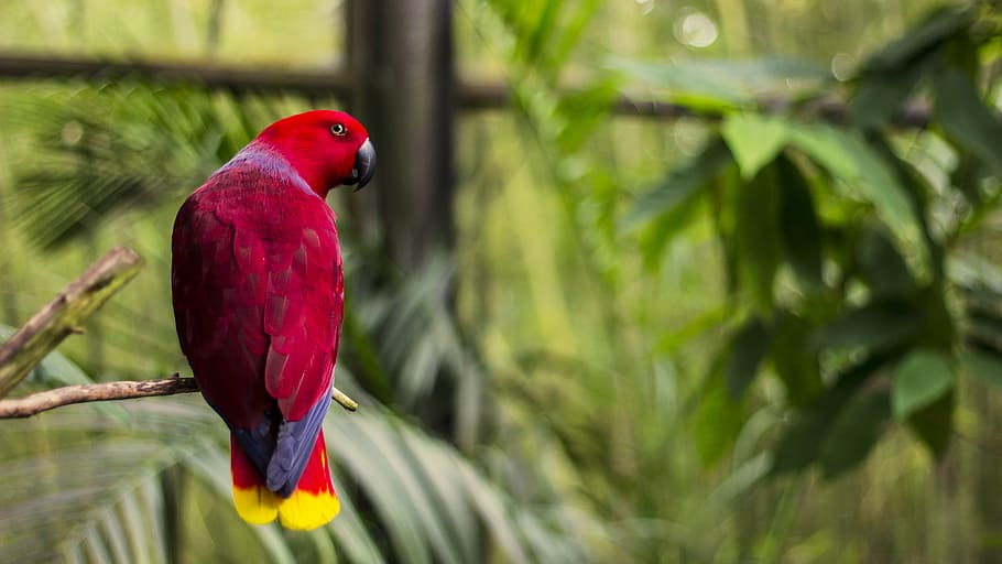 animal, bird, macro, parrot, animal themes, animal wildlife HD wallpaper