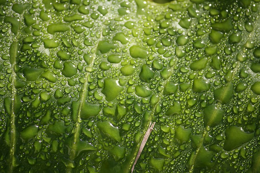 Leaf, Plant, Dew, rain drops, green, nature, green Color, wet HD wallpaper