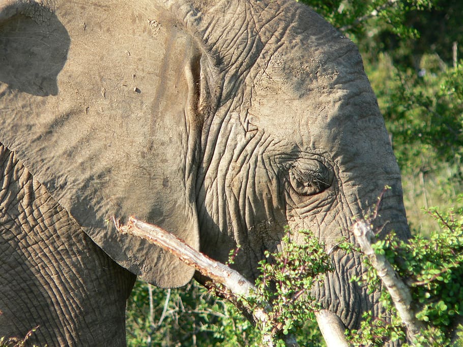 elephant, head, close, pachyderm, africa, animal themes, animal wildlife HD wallpaper