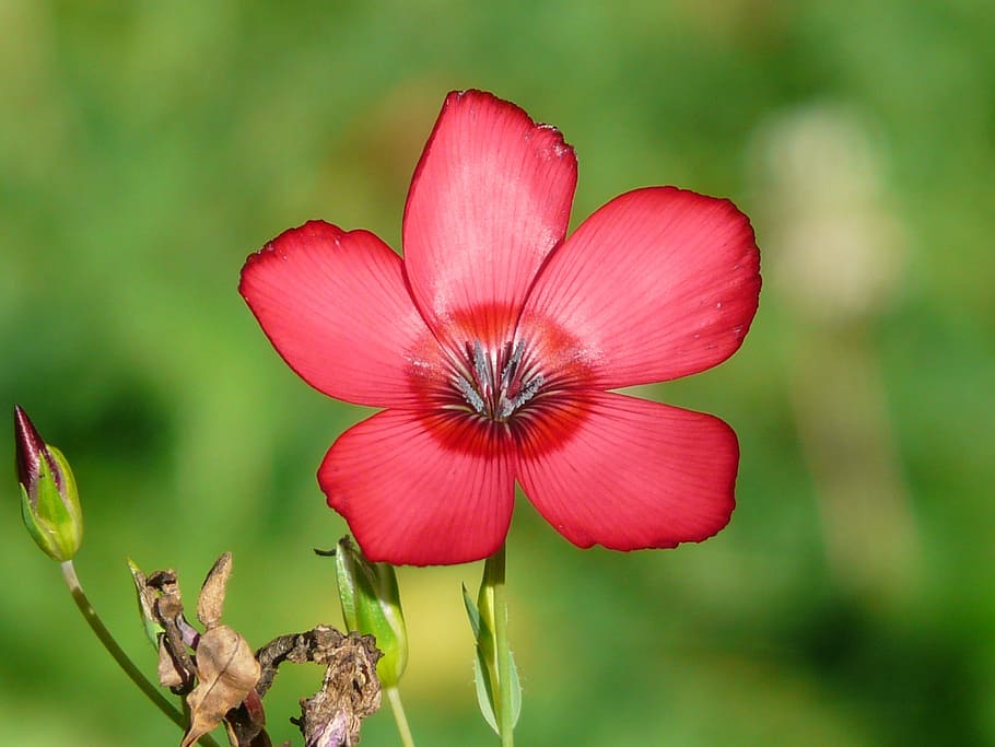 selected focus photo of red petaled flower with green leaf HD wallpaper