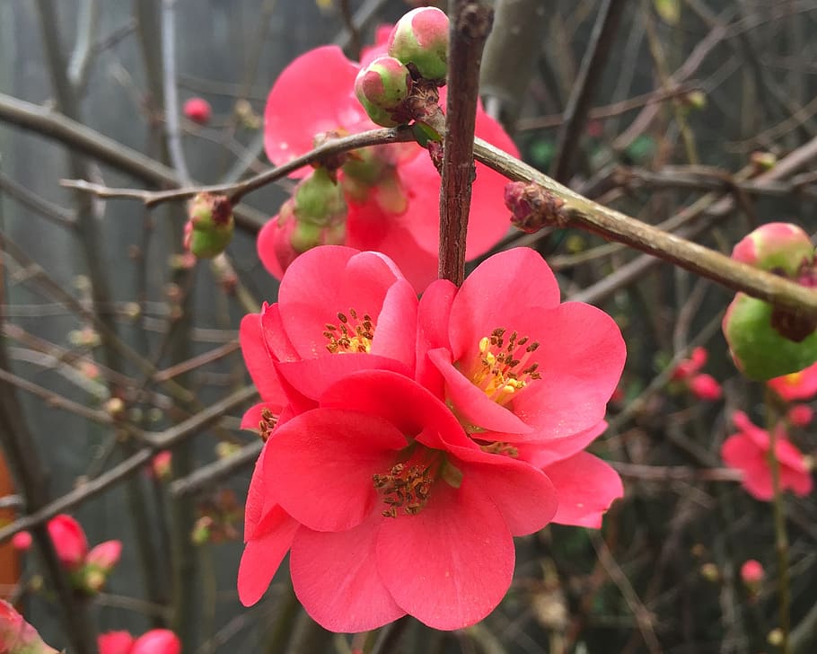 flower, spring, nature, blossom, plant, flora, garden, colorful HD wallpaper