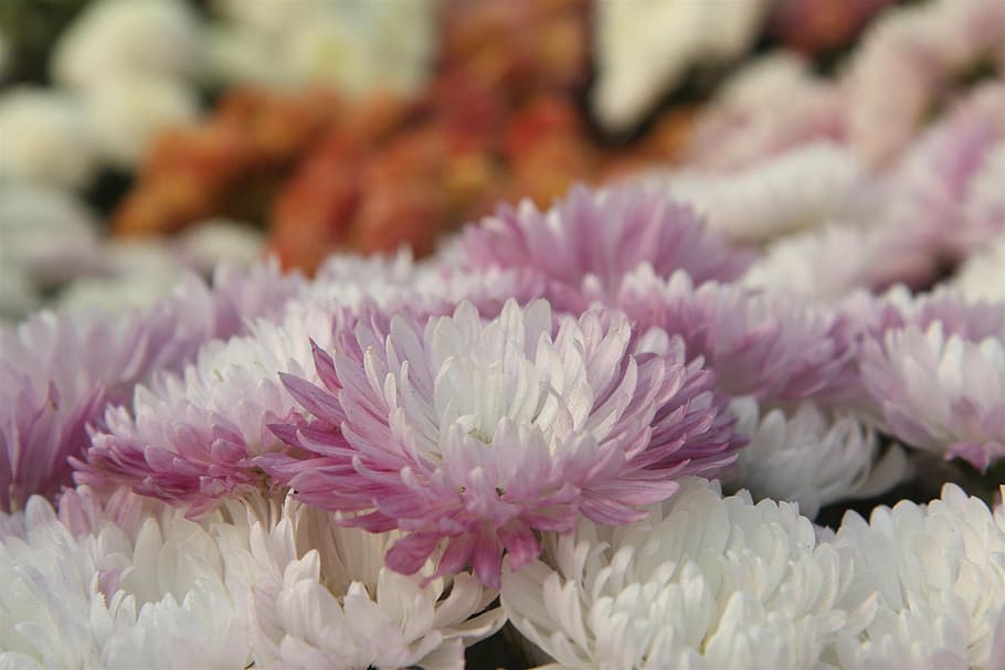 chrysanthemum, flower, nature, spring, plant, flowering plant HD wallpaper