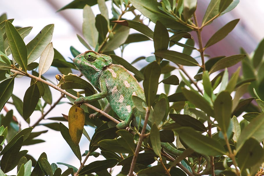 Chameleon, Scale, Grasshopper, Eat, color, reptile, close, lizard HD wallpaper