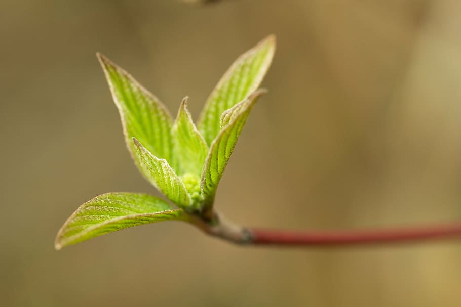 leaf, leaves, young, nature, green, hell, light, bright, plant part HD wallpaper
