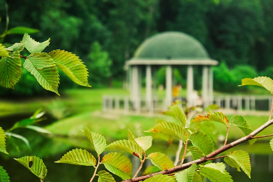 park, branch, tree, foliage, nature, spring, green, plant, greens HD wallpaper