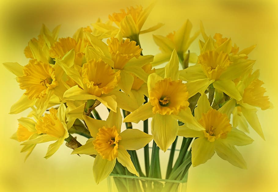 bokeh photography of yellow daffodils, osterglocken, flowers HD wallpaper