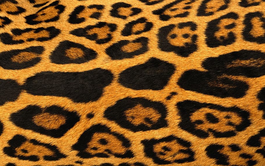 HD wallpaper: Giraffe, Fur, Grain, leopard, animal, pattern, wildlife,  spotted | Wallpaper Flare