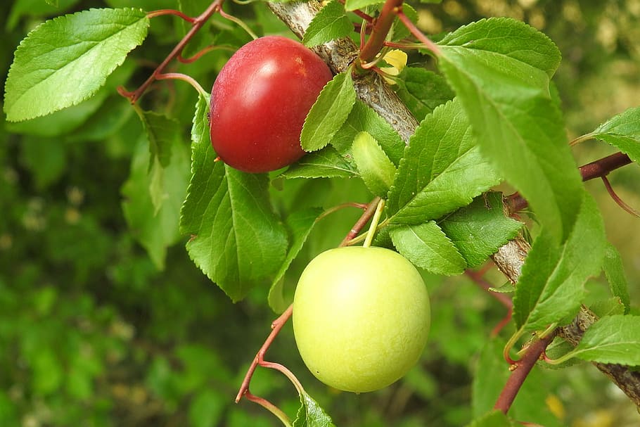 cherry plum, yellow plums, fruit tree, branch, immature, prunus cerasifera, HD wallpaper