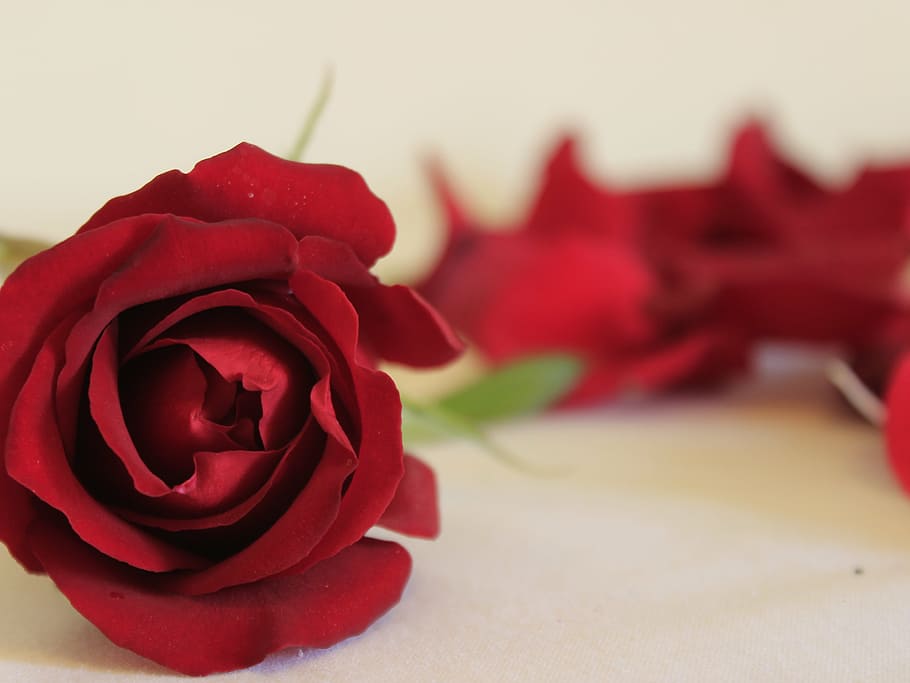 rosa, nature, flower, rose - Flower, petal, love, red, romance HD wallpaper