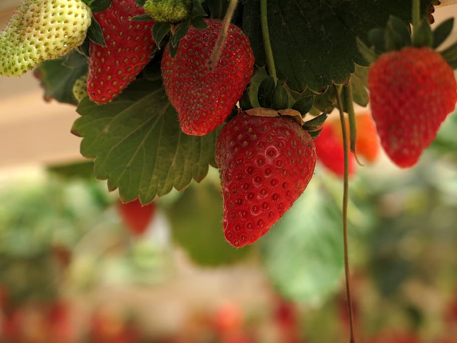 strawberries, red, fruit, organic, fresh, sweet, natural, agriculture HD wallpaper