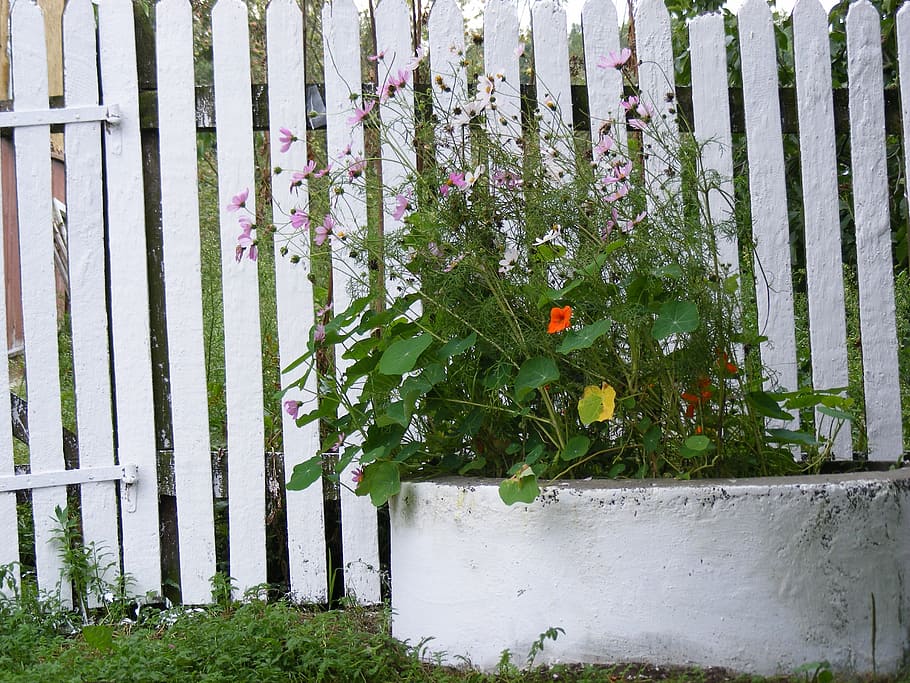flowers, plants, white, circle, concrete, the fence, painted HD wallpaper
