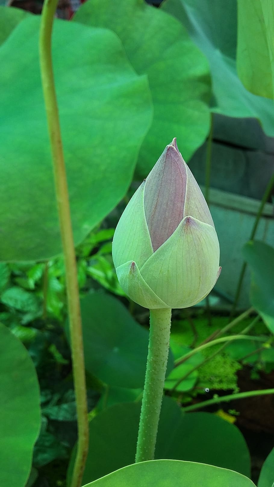 lotus, bloom, rise, plant part, leaf, growth, green color, close-up HD wallpaper