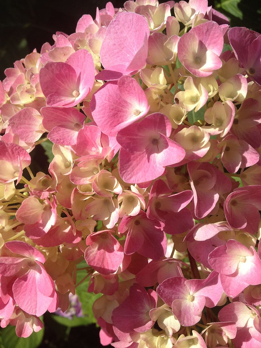 hydrangea, pink, blossom, bloom, flower, flowering plant, vulnerability HD wallpaper