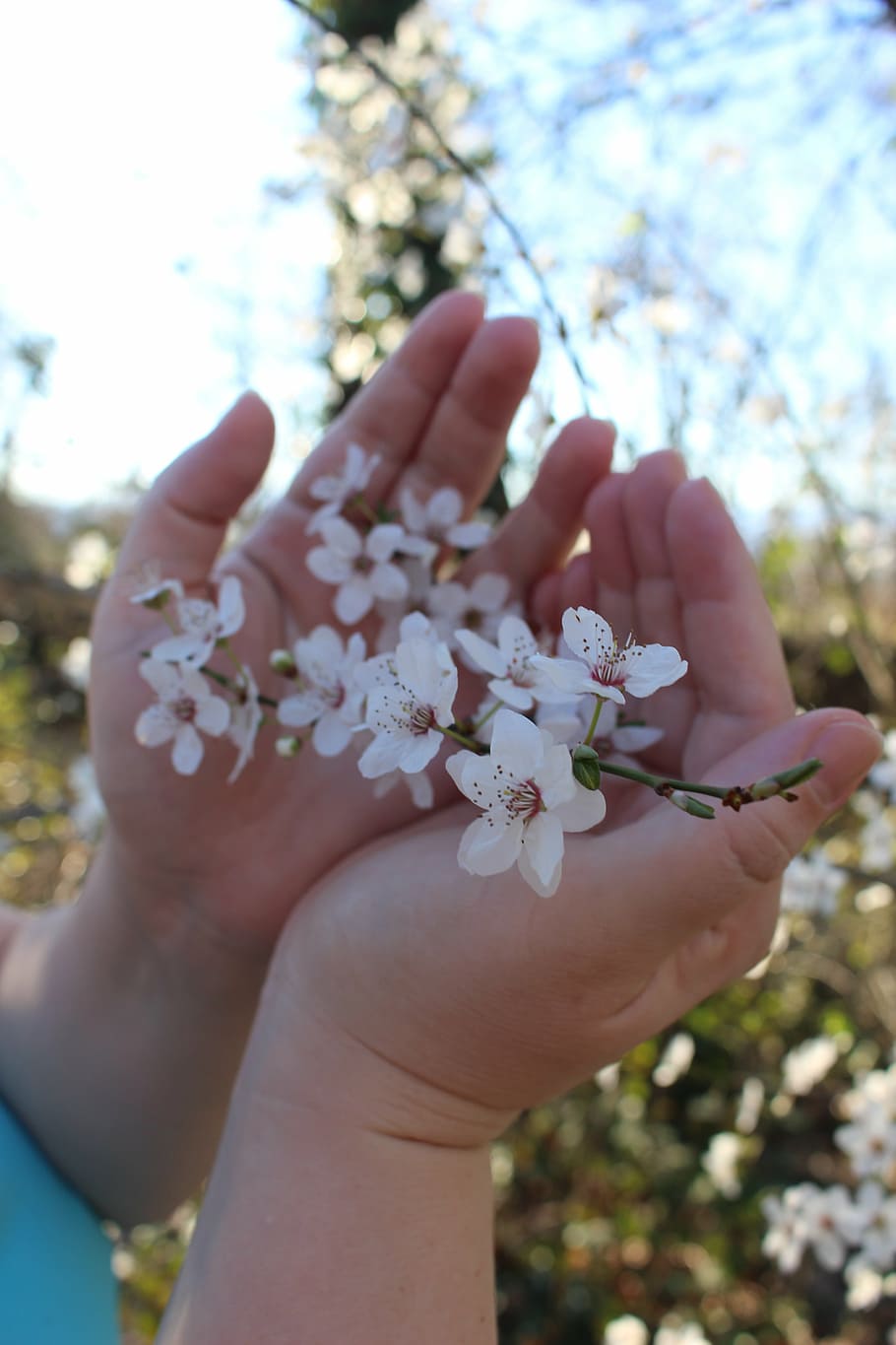flowers, cherry, handschild, spring, human hand, human body part HD wallpaper