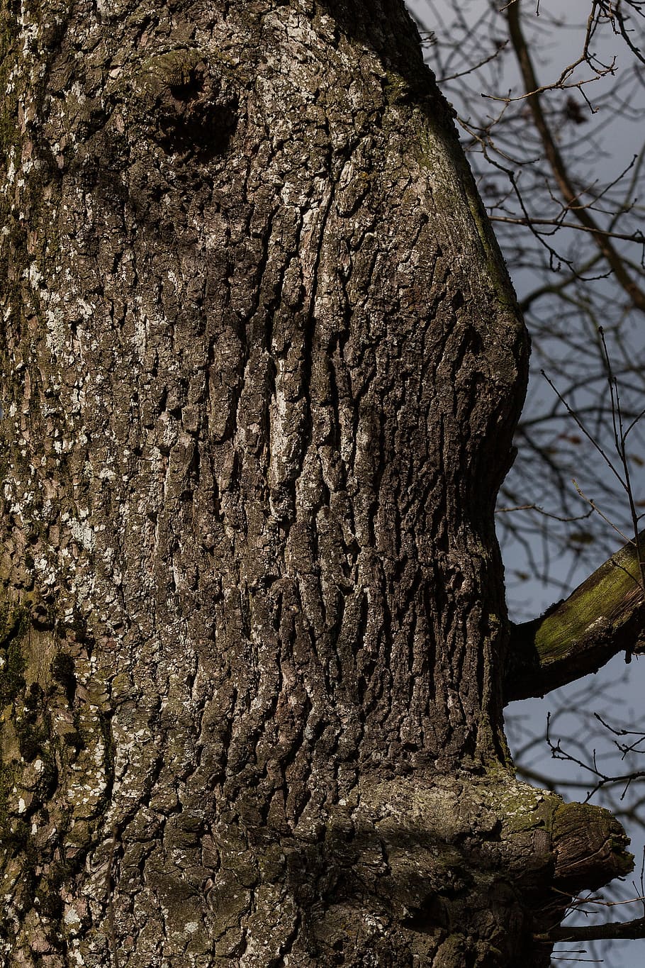 tree, bark, oak, old oak, large, layer, forest, dead plant HD wallpaper