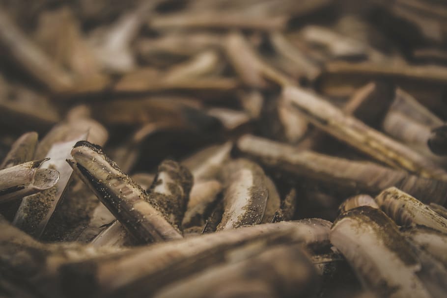 untitled, brown, sticks, lot, sea, shell, sand, beach, blur HD wallpaper