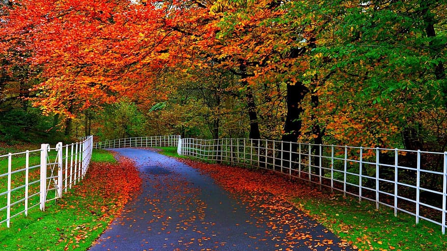 way, tree, plant, autumn, change, direction, the way forward HD wallpaper
