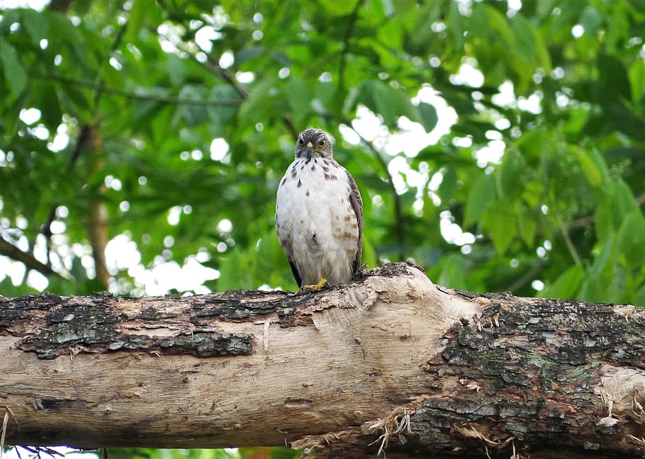 bird, nature, wildlife, tree, outdoors, animal, hawk, basra hawk HD wallpaper