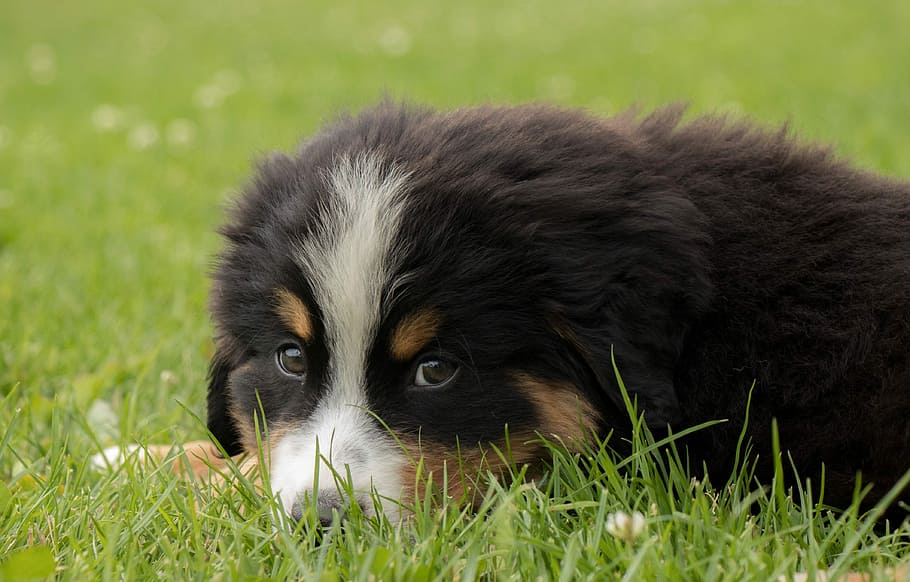 Puppy, Grass, Cute, black, young, happy, pets, one animal, domestic animals HD wallpaper