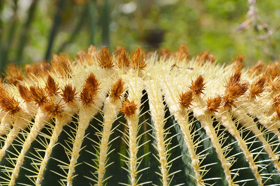 Cactus, Spur, Plant, green, prickly, thorns, nature, pointed HD wallpaper