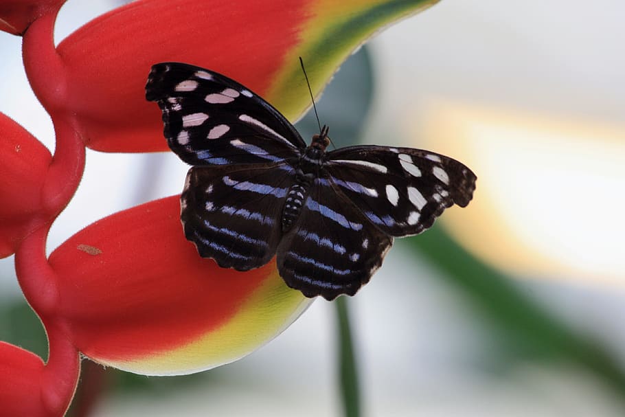 animals, butterfly, nature, wing, garden, insect, macro, wildlife photography HD wallpaper
