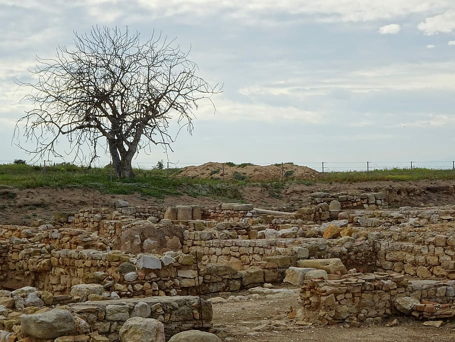 tree surrounded by grass, landscape, stone, wall, travel, old HD wallpaper