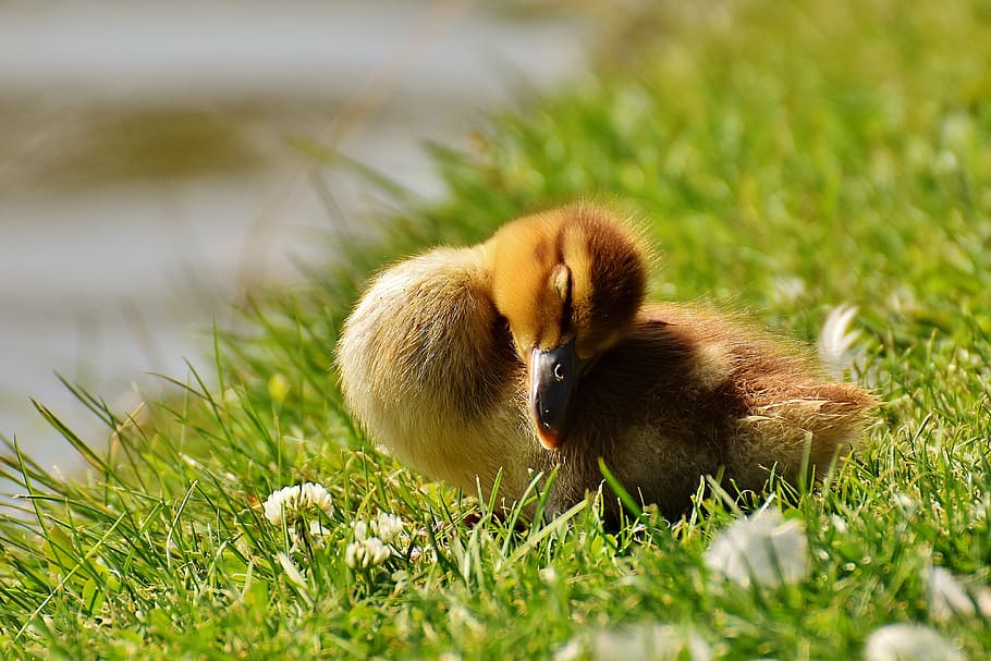 yellow and brown duckling on green grass, yellow duckling, chicks