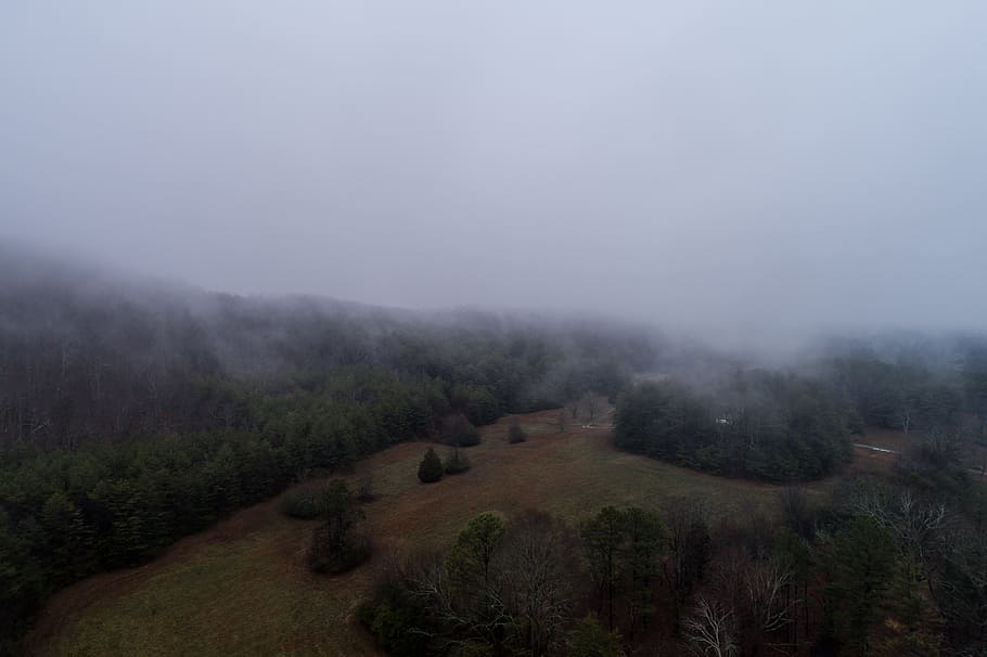 green foliade tree and fog, brown hills with trees, aerial photo HD wallpaper