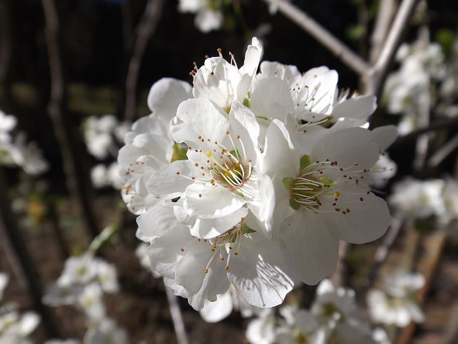 flower, tree, cherry, plant, flowering plant, fragility, freshness HD wallpaper