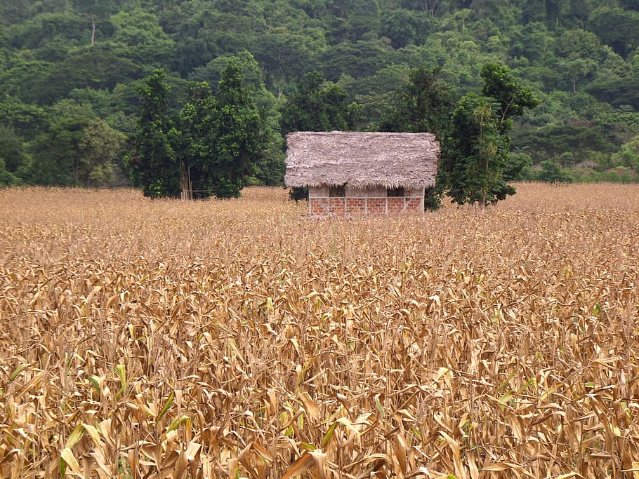 corn, cultivation, field, harvest, rustic, agriculture, ecuador HD wallpaper