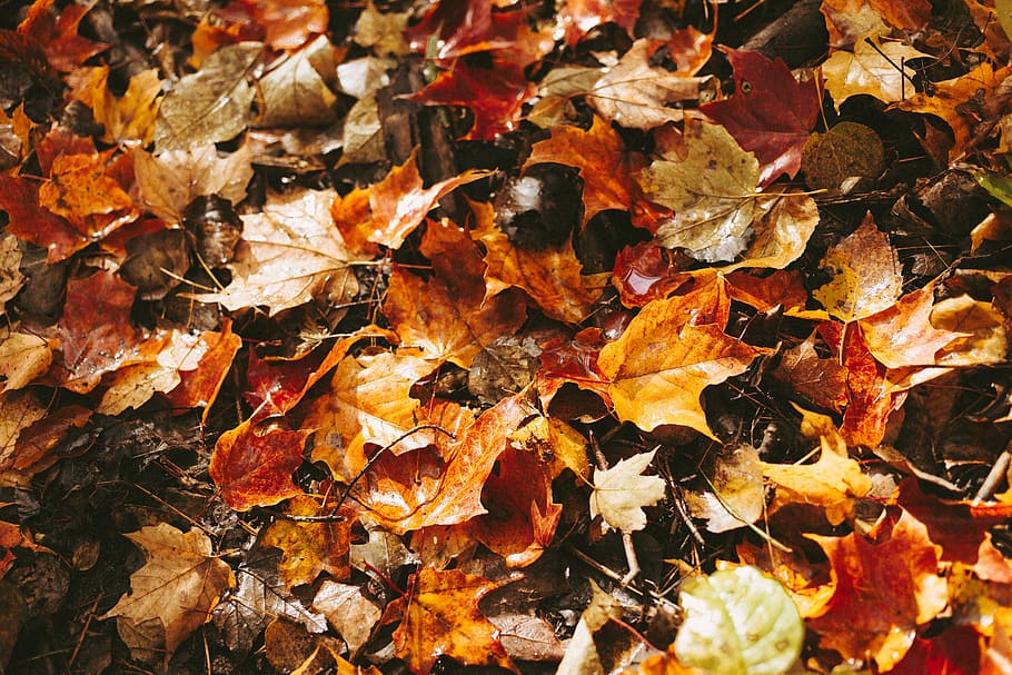 brown maple leaf on ground at daytime, dried maple leaves, autumn HD wallpaper