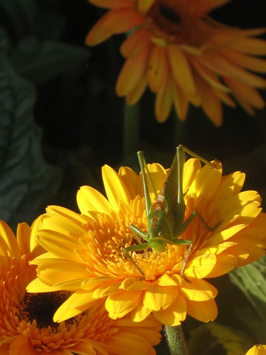 Grasshopper, Close, Insect, Macro, green, nature, flower, petal HD wallpaper